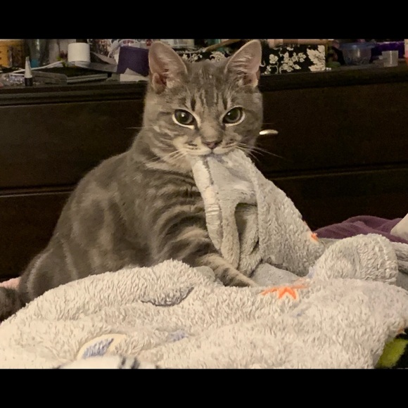 Meet your Posher, Betsy - Picture 3 of 4